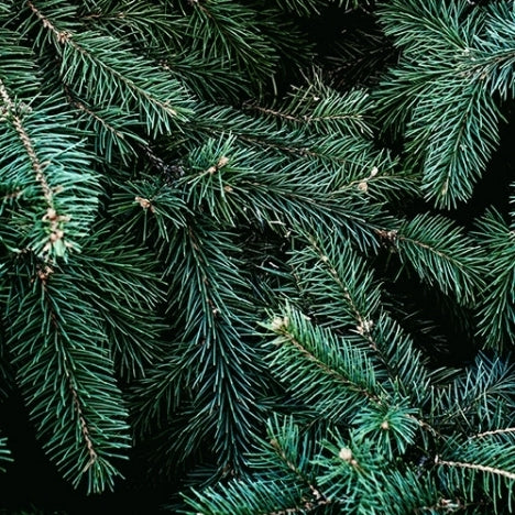 Pine Needles